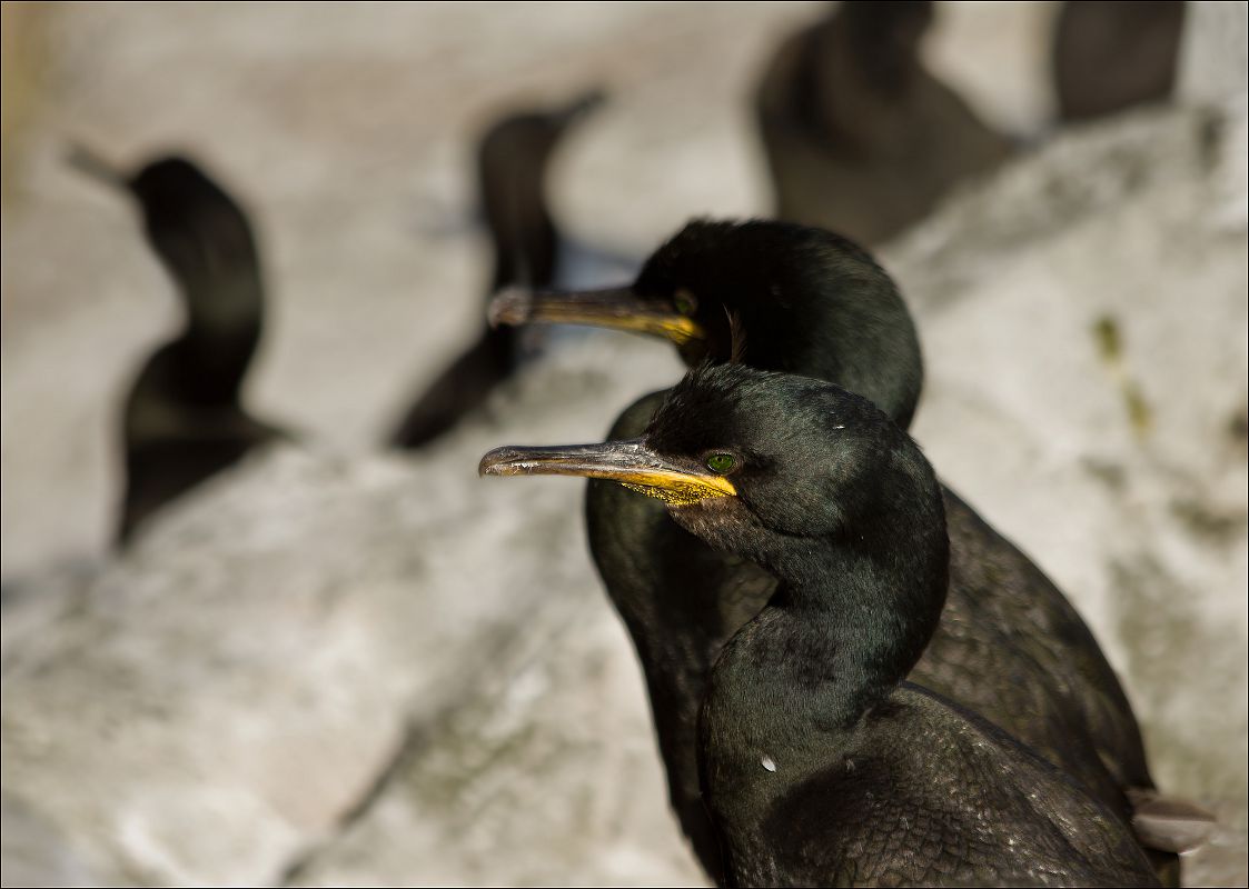 European shag colony