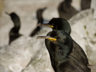 European shag colony