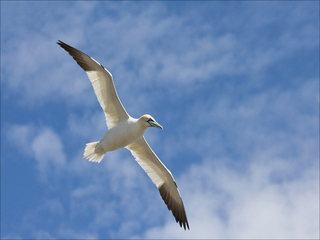 Summer gannet