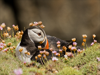 Puffin in sea pinks