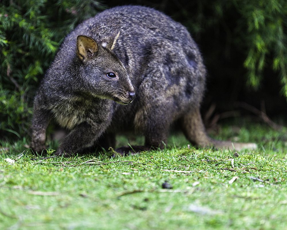 Port Arthur Wallaby
