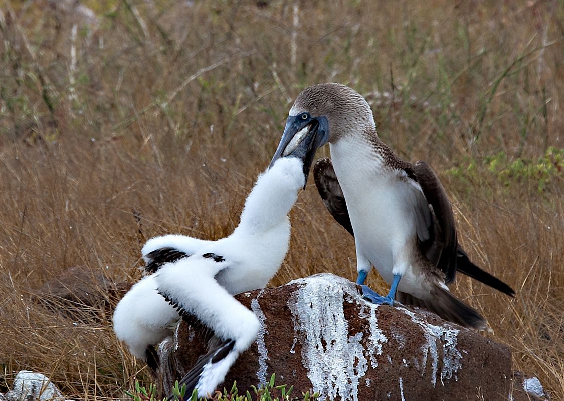 Blue Footed Boobie feeding