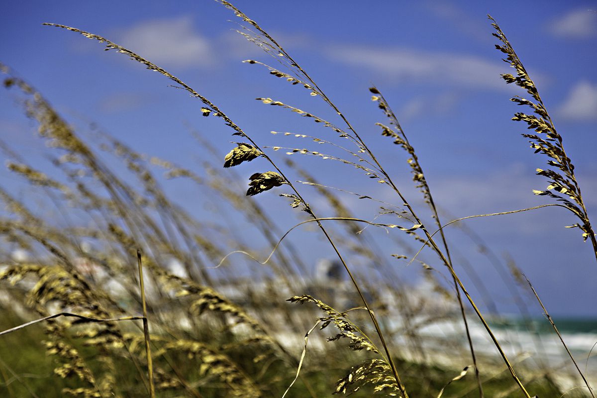 Beach Grass