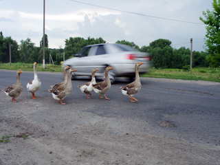 Скорее за мной