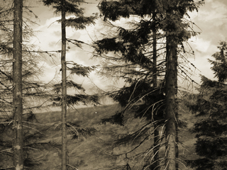 Карпатский ліс