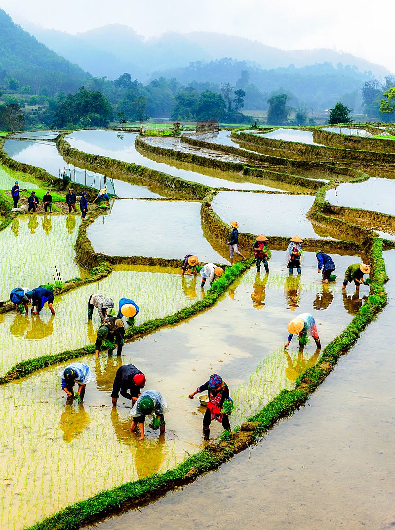 TRANSPLANTING SEASON 