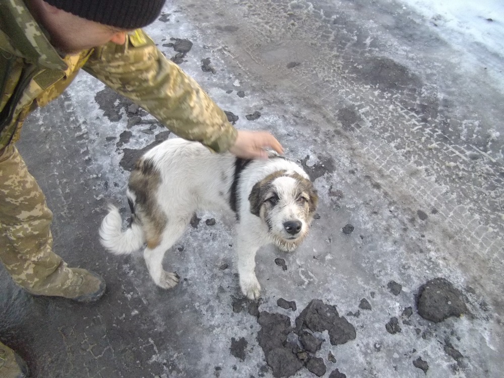 Собака з Краматорську