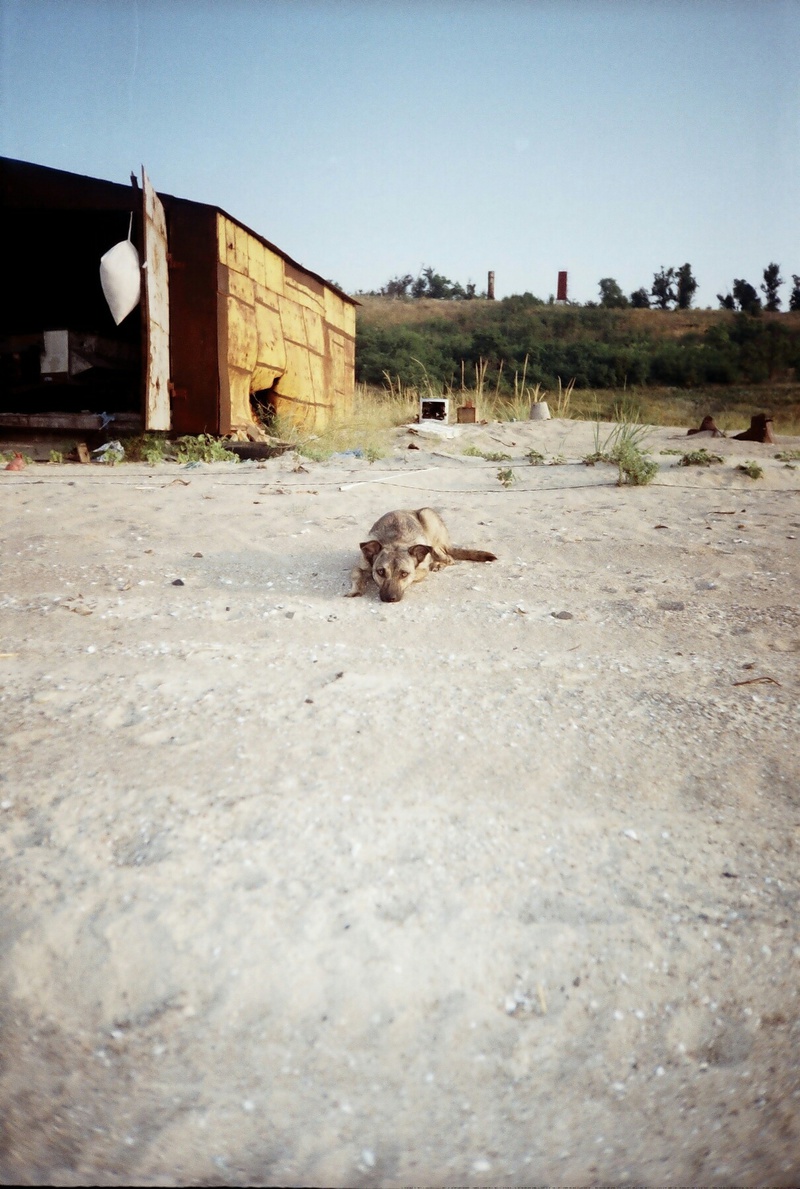 Широкінський пес 
