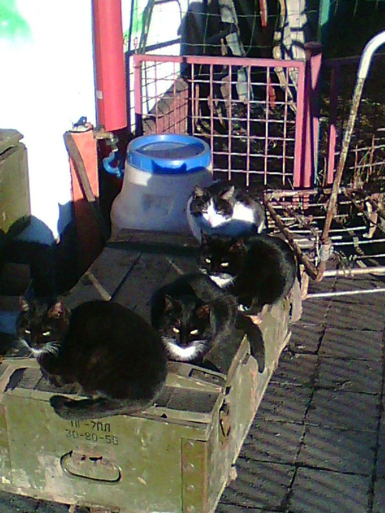 весела компанія