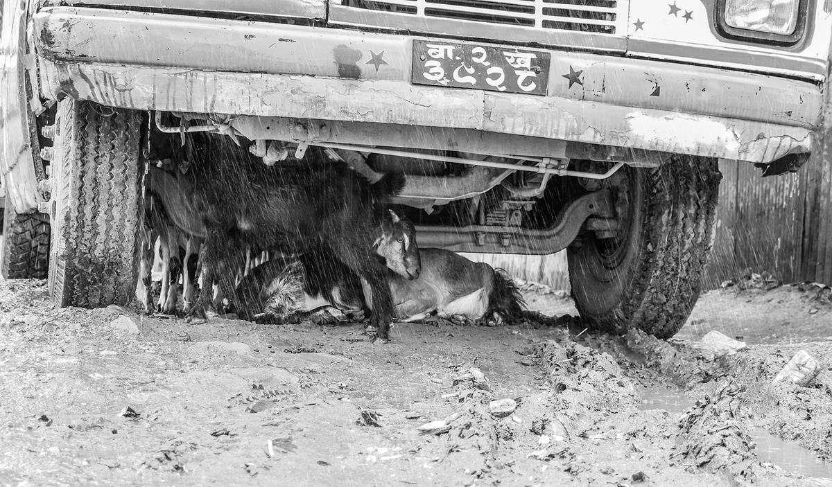 козий приют