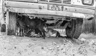 козий приют