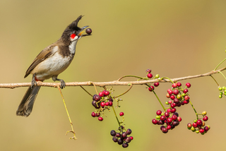 RED WHISKERED BUL BUL WITH PLUM
