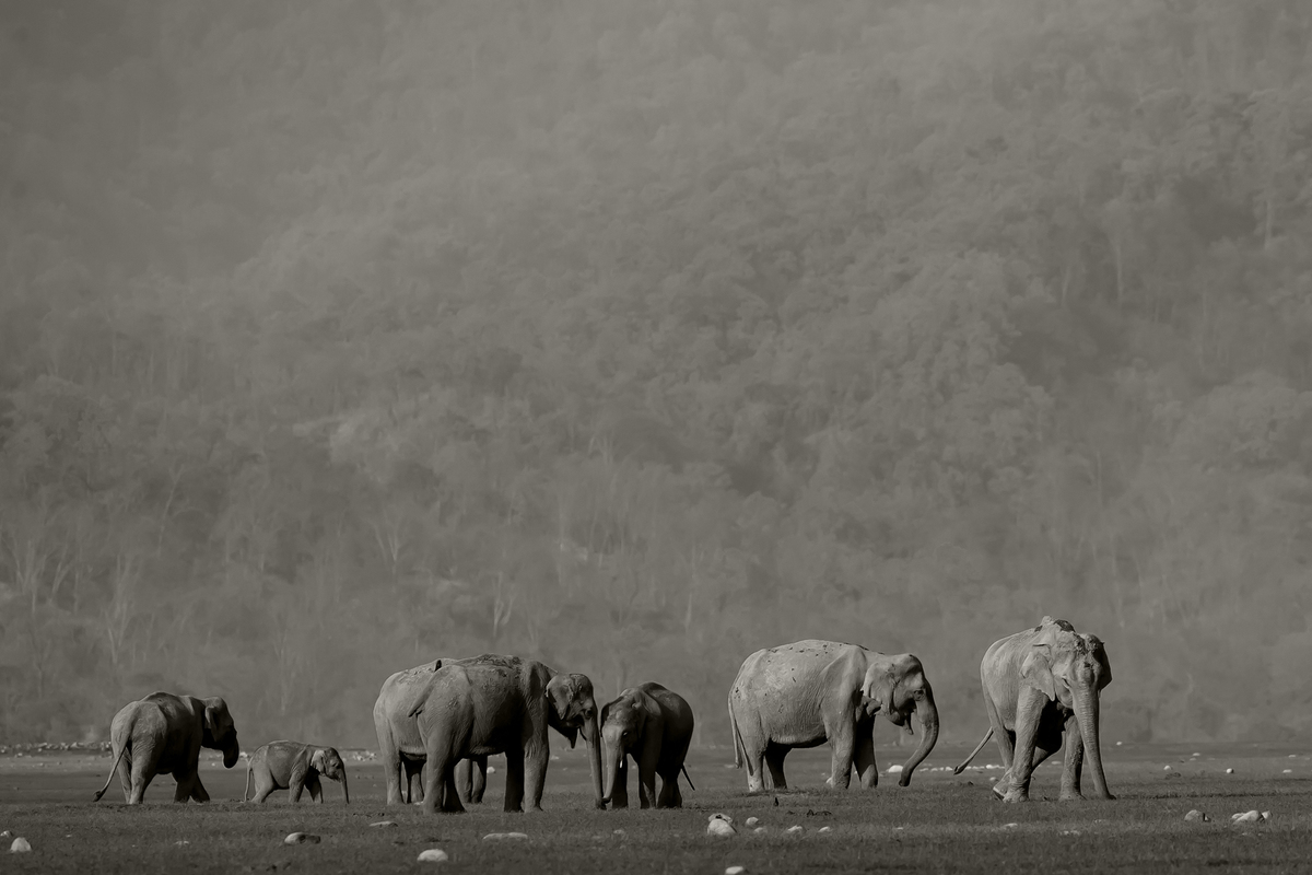 ELEPHANTS OF CORBETT