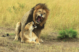 lion aggressive love