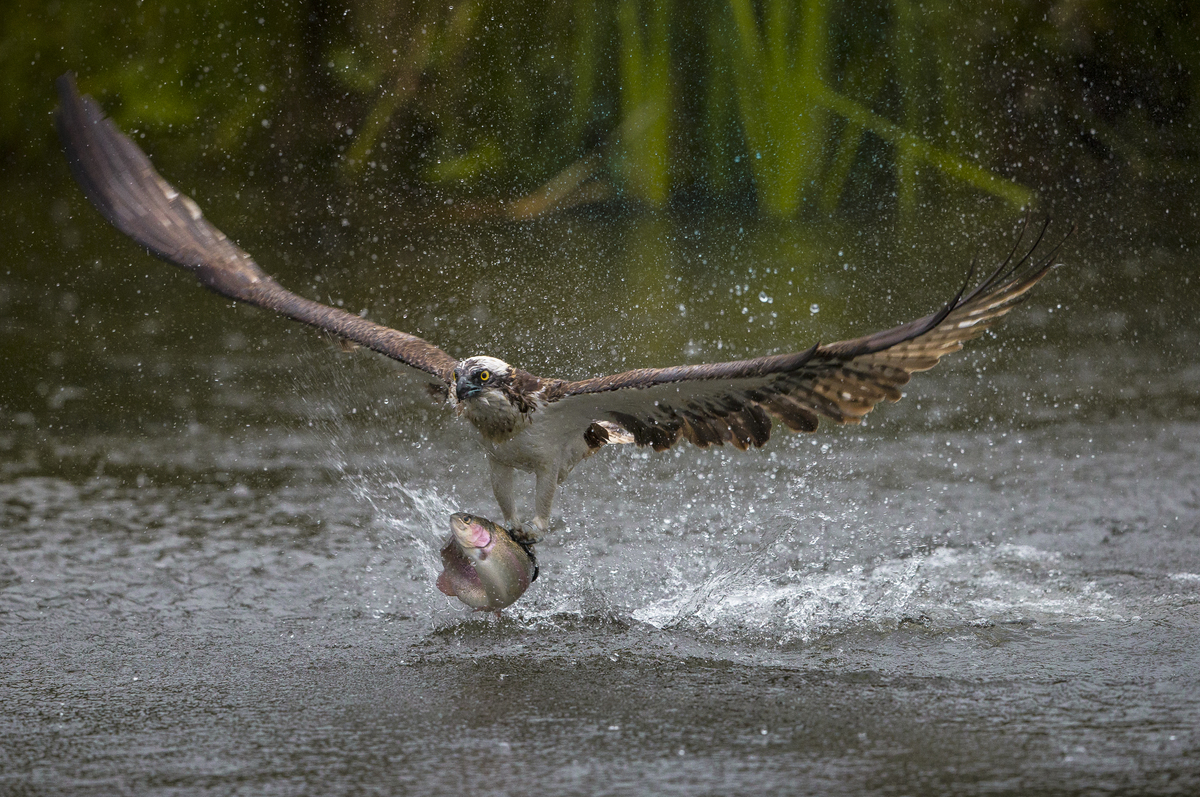 osprey flies with fish
