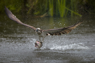 osprey flies with fish