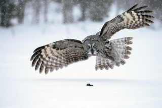 great grey owl hunting in snow