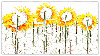 Подсолнухи