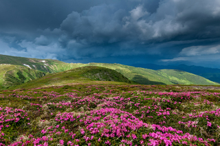 In search of a red flower