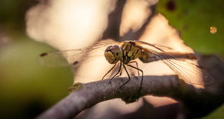 Зупинилась перепочити