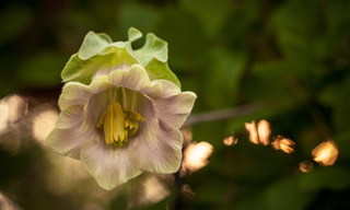 Сонячний грамофон