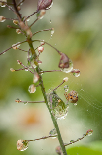 Діамантова роса