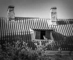 Кіт, який живе на даху