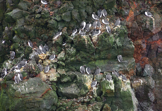 Пташиний базар