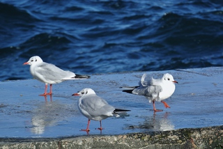 Треугольник...