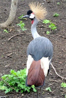 Любопытство...