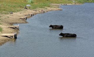 Пастораль...