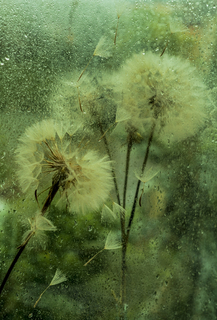 Білі і пухнасті