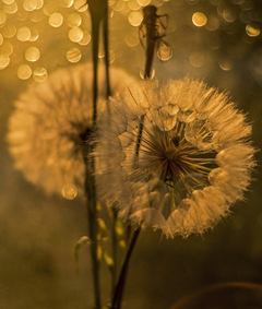 Золоті кульбабки