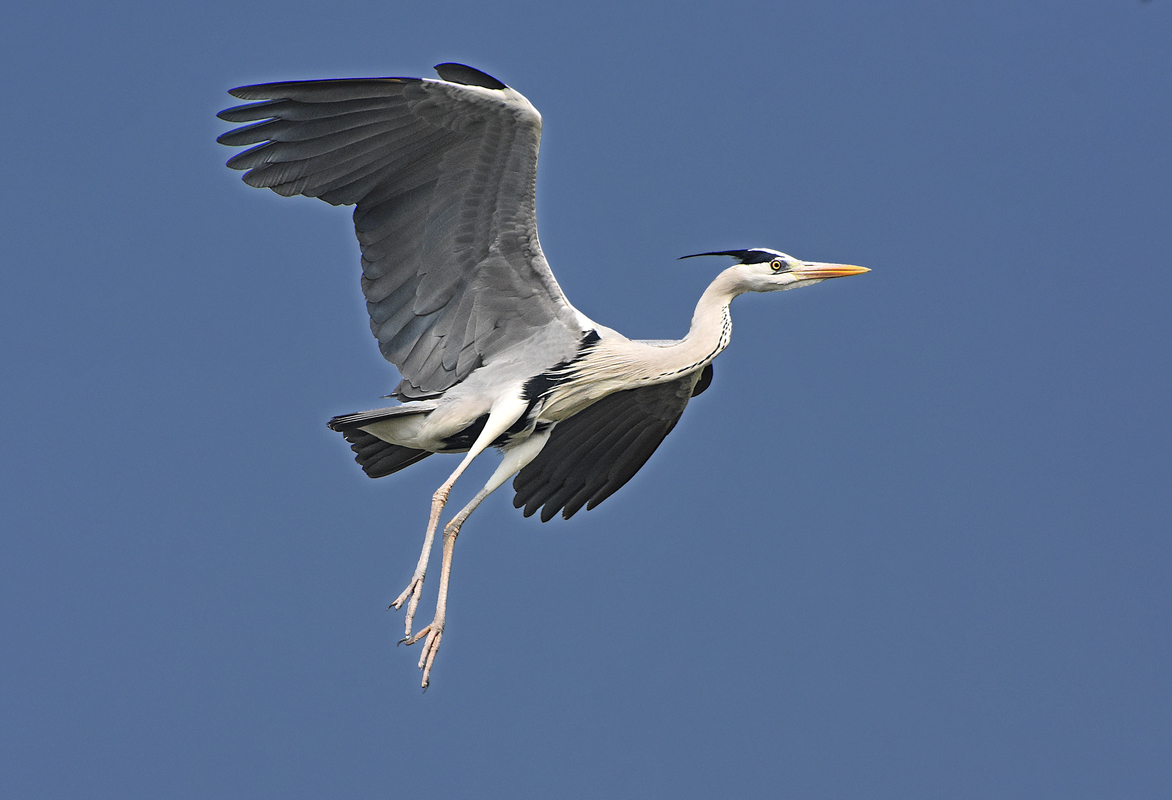 Asian Open Bill Stork
