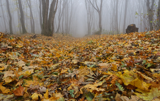 Мертвые листья