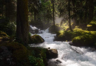 Утро в горном лесу