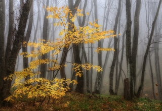 Последние краски осени