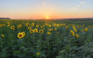 В ожидании солнца