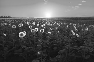 В ожидании солнца