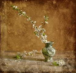 Сипле весна снігами