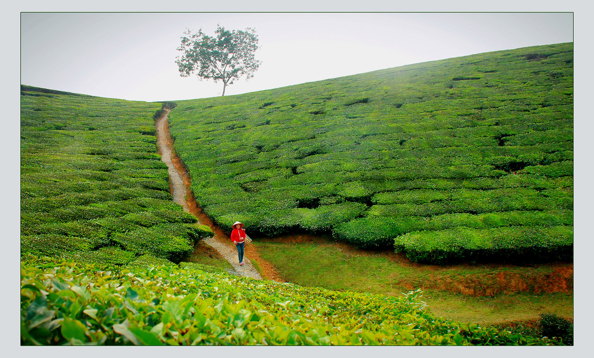 ENTRANCE TO THE MIDLANDS.