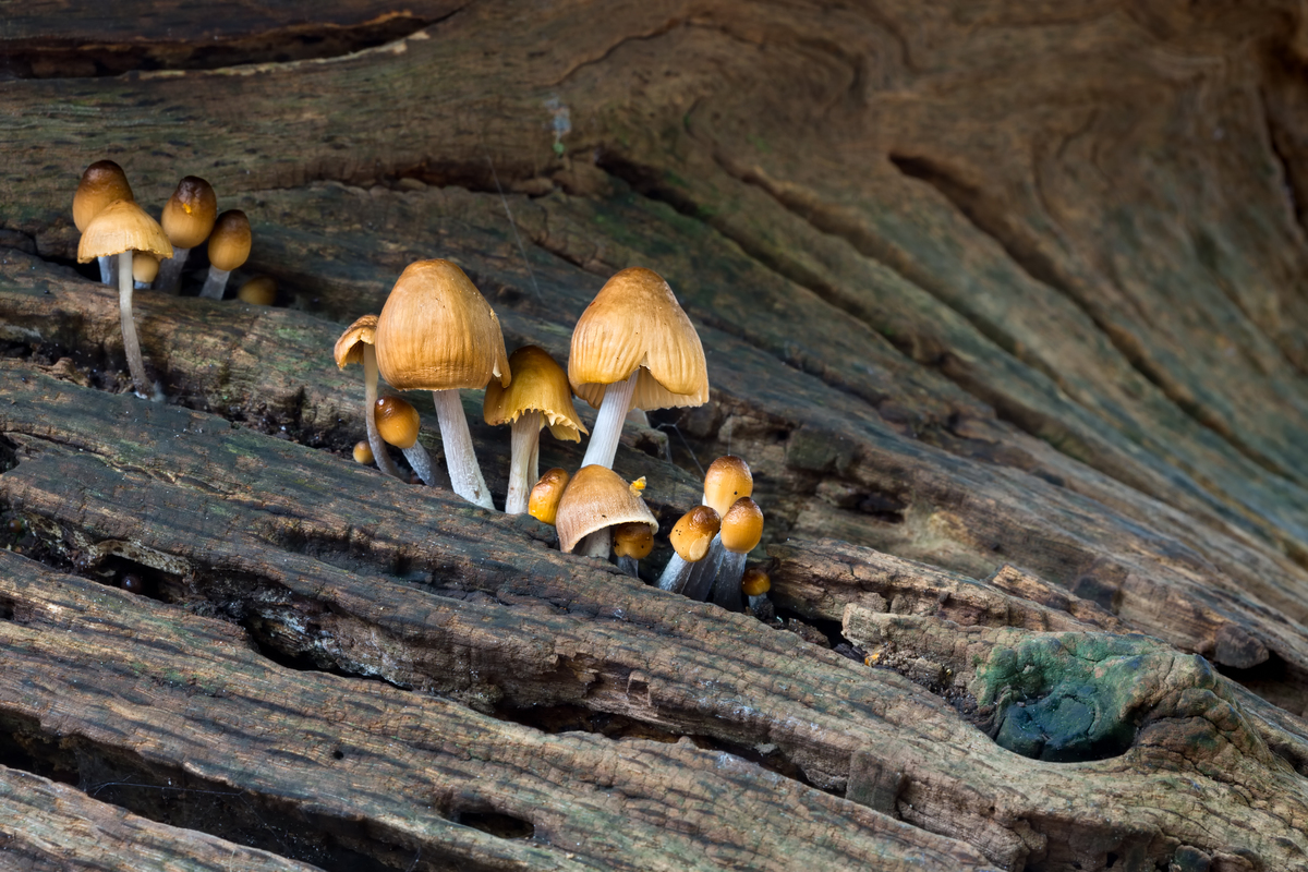Mycena in the Landscape