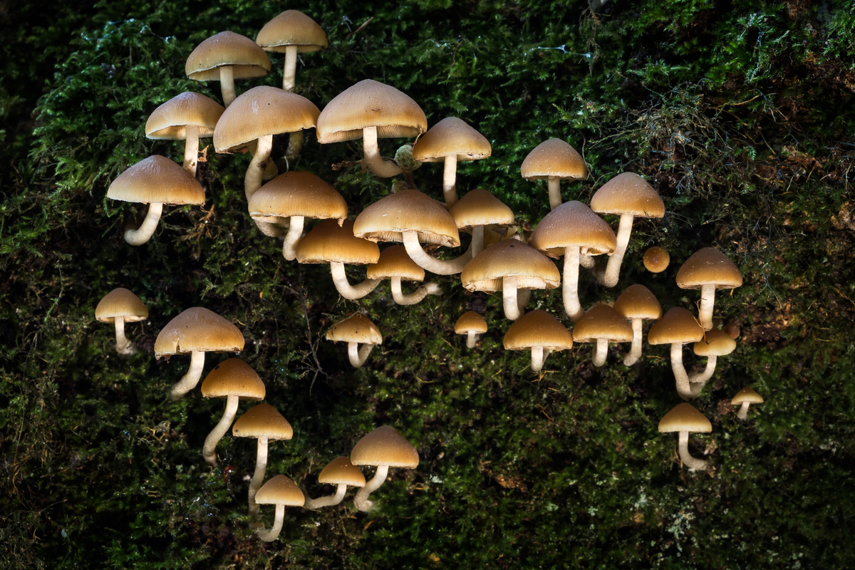 Tree, Hosting Mycena