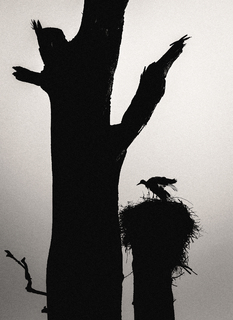 Нічний лелека