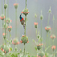 Sunbird on Lions Tail