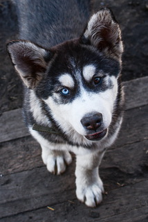 Верный друг