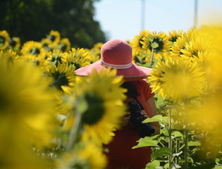 Притаилась