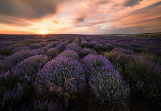 Sunset in lavender