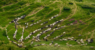 Живые ручейки