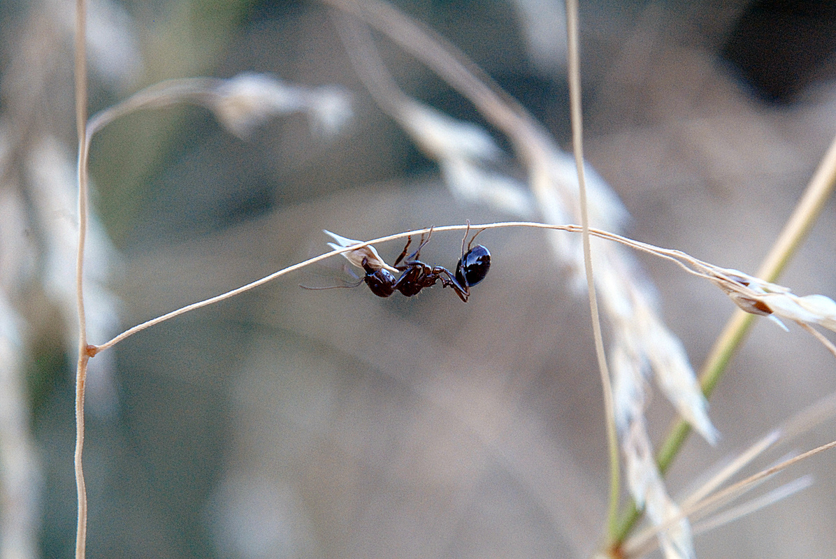 the ant provides for the winter